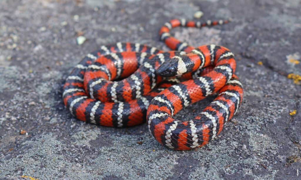 Serpente reale della montagna della costa