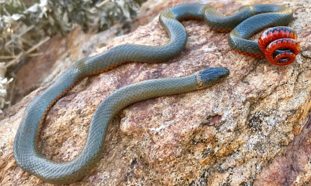 Serpente dal collo ad anello di San Diego