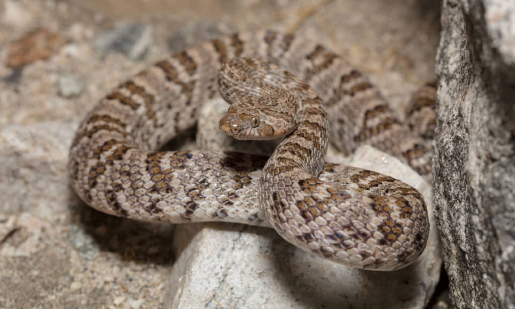 Serpente lira della California (Trimorphodon lyrophanes)