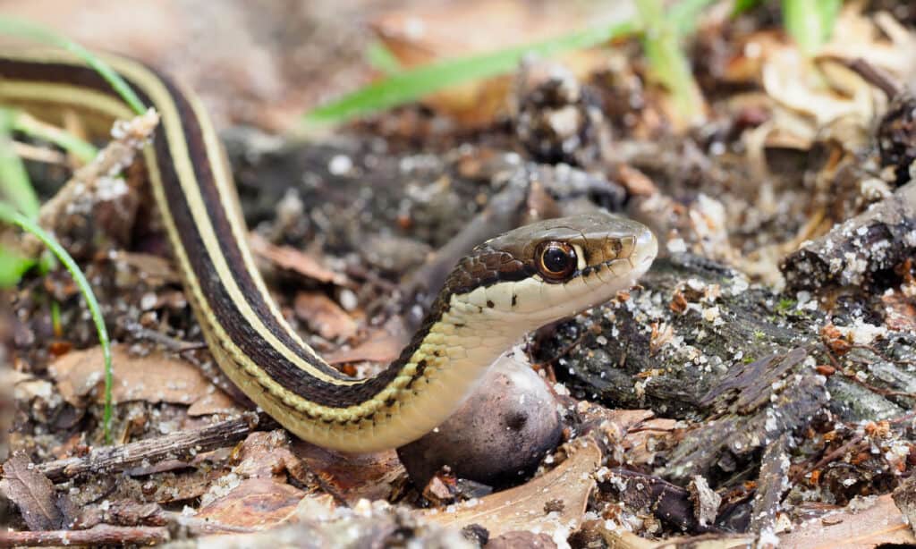 Serpente a nastro
