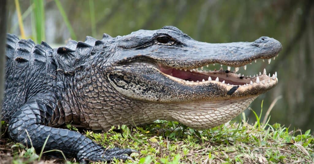 Morso di animale più forte: alligatore americano