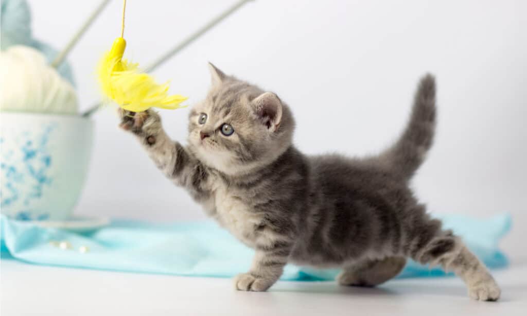 giocattolo per gatti con telecomando
