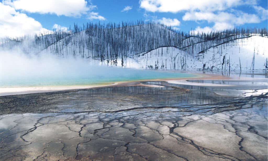 Ghiottoni nel Parco Nazionale di Yellowstone