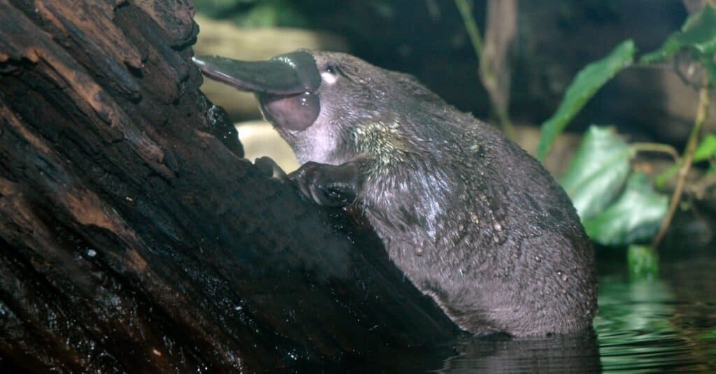 Sono mammiferi ornitorinchi