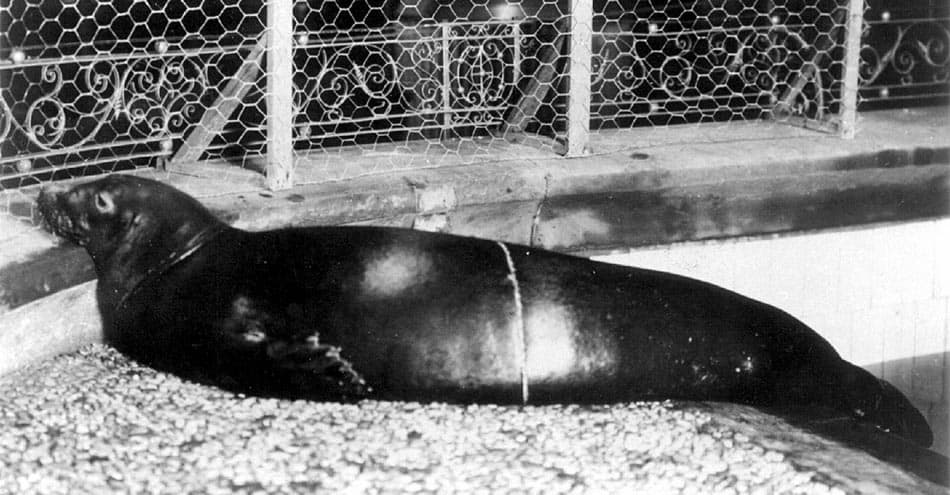 Foca monaca dei Caraibi (Neomonachus tropicalis)