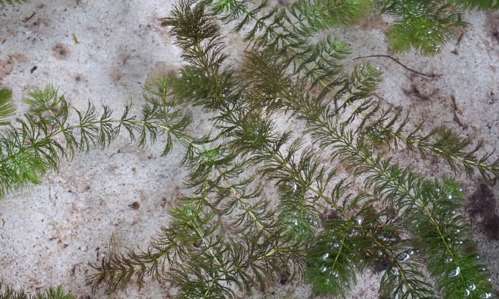 Idrilla (Hydrilla verticillata)
