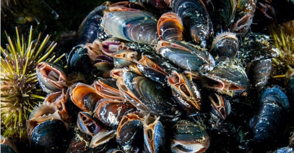 ostriche contro cozze