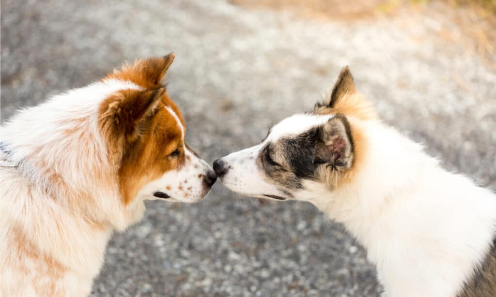 Perché i cani rimettono le orecchie