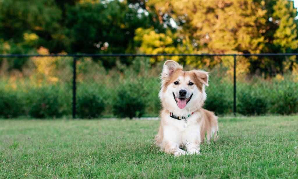 Adorabile e adottata sdraiata al parco per cani.
