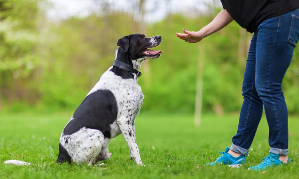 Addestrare un cane