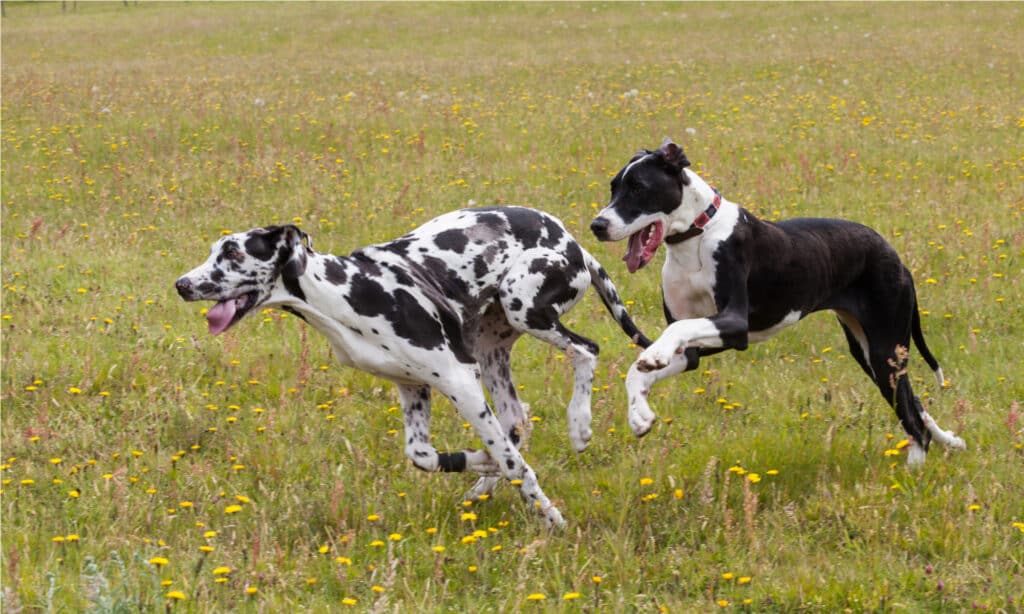 Cibo per cani salmone Gentle Giants