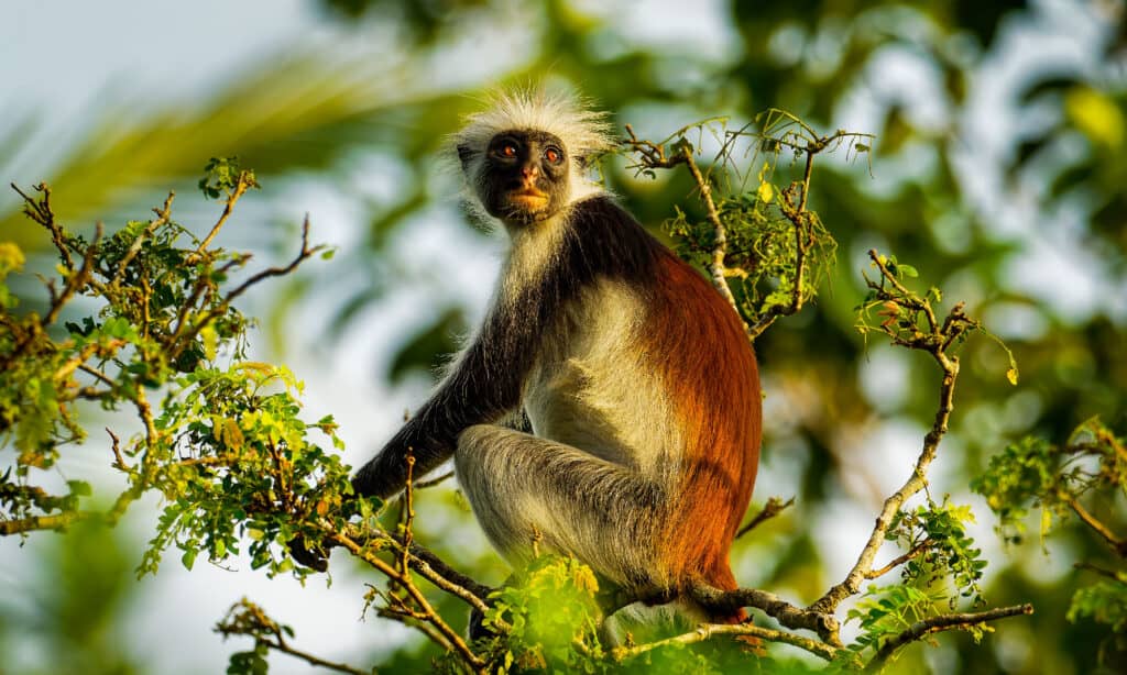 Colobus rosso di Zanzibar