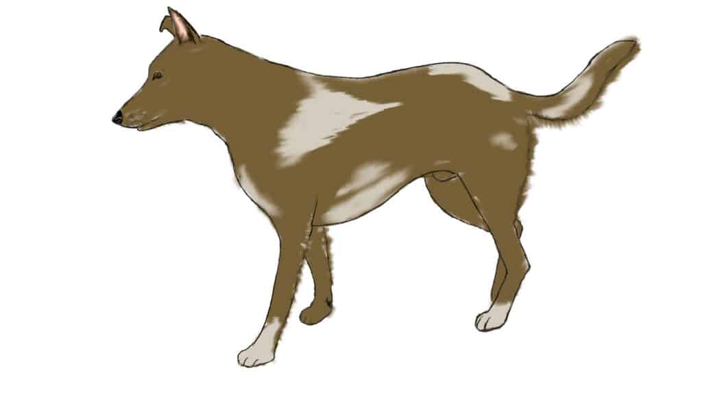 disegnare un cane passo 5
