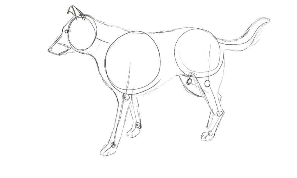 come disegnare un cane passo 3