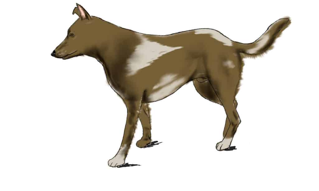 come disegnare un cane passo 6