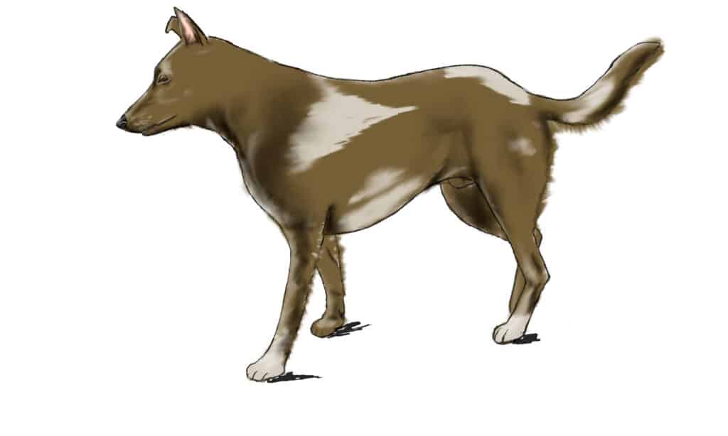 come disegnare un cane passo 7