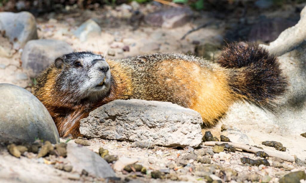 Marmotta dal ventre giallo