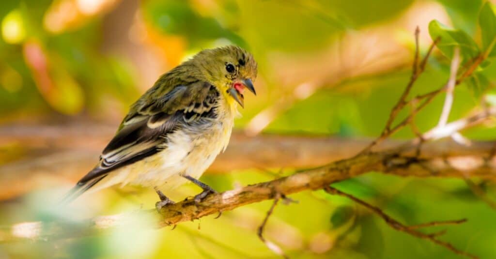 cardellino minore che cinguetta nell'albero