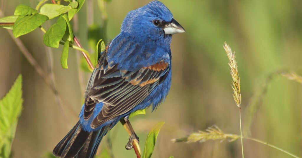 Uccelli che sono blu - Blue Grosbeak 