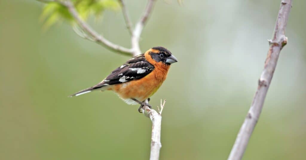 Uccelli che sembrano pettirossi: Grosbeakfinches dalla testa nera in Texas 