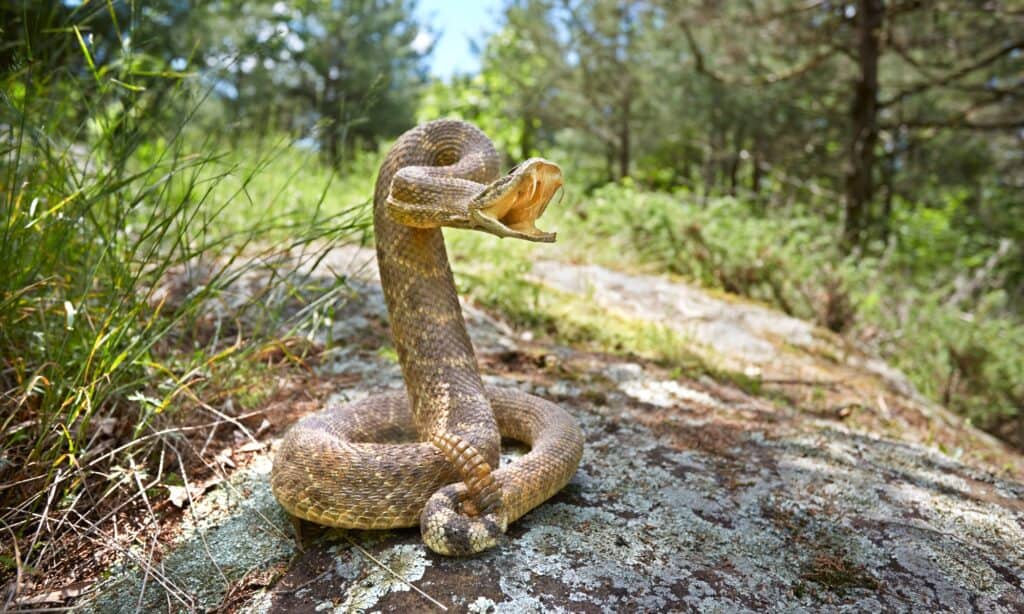 Serpente a sonagli su una roccia