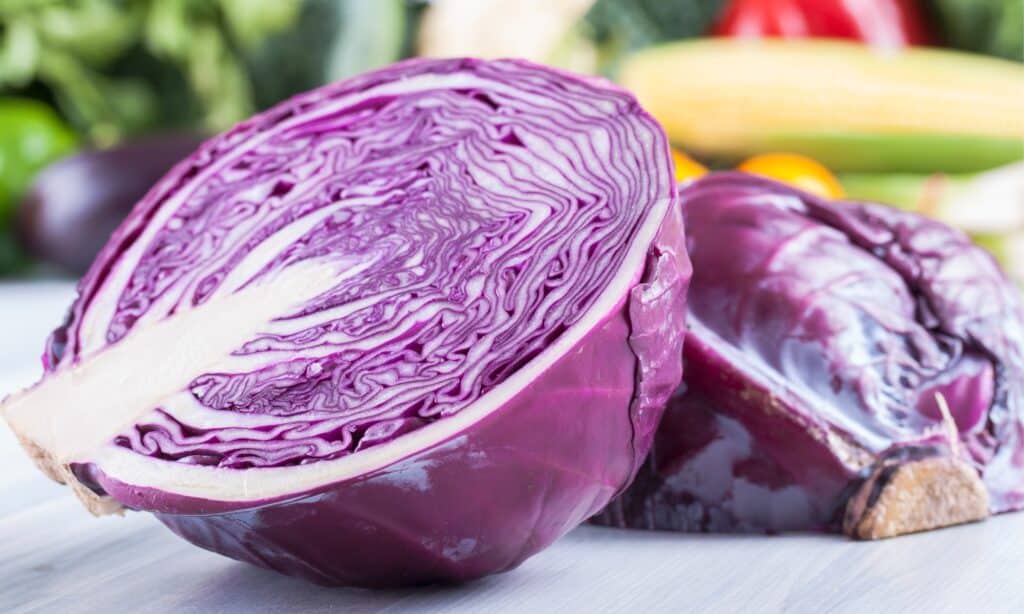Radicchio vs Cavolo Rosso