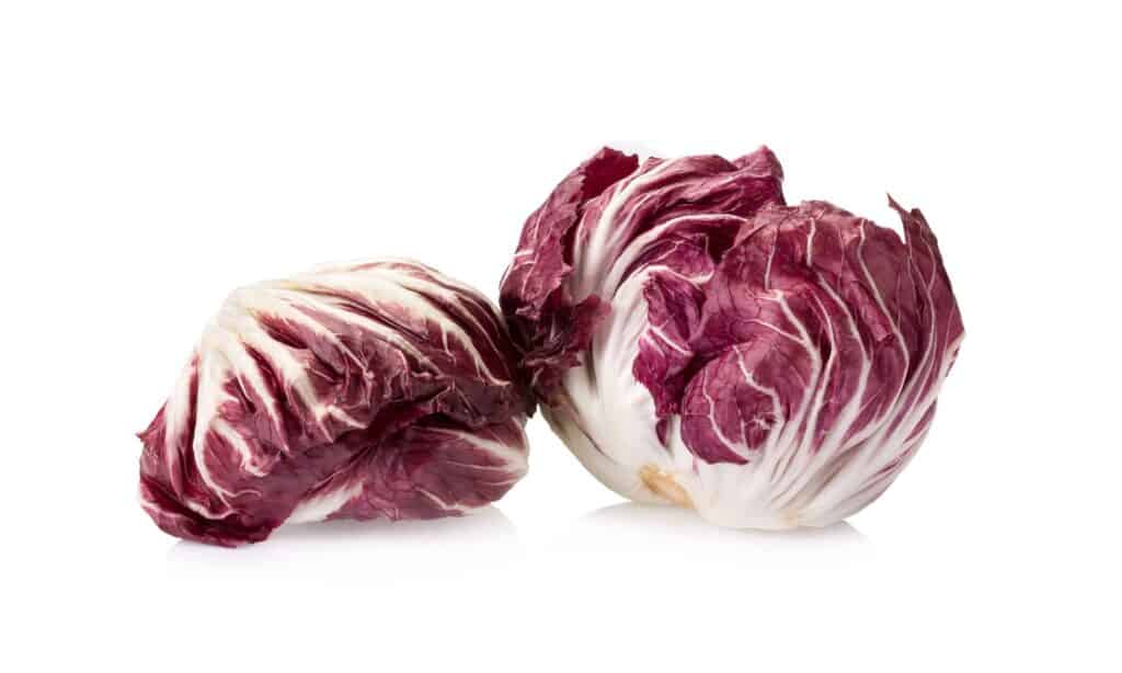 Radicchio vs Cavolo Rosso