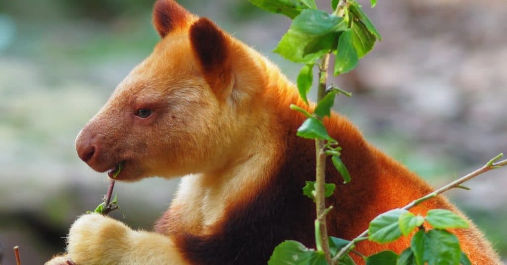 L'affascinante e accattivante Canguro dell'albero di Goodfellow che mastica felicemente una vegetazione lussureggiante.