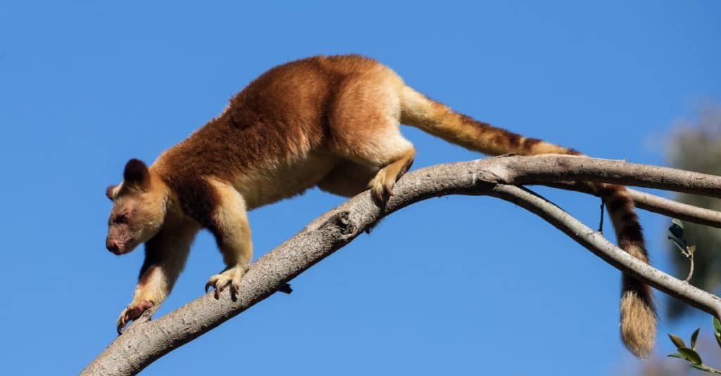 Goodfellow's Tree Kangaroo della Nuova Guinea in alto su un albero.
