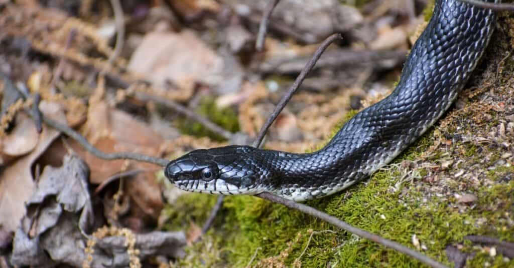Dove vivono i serpenti