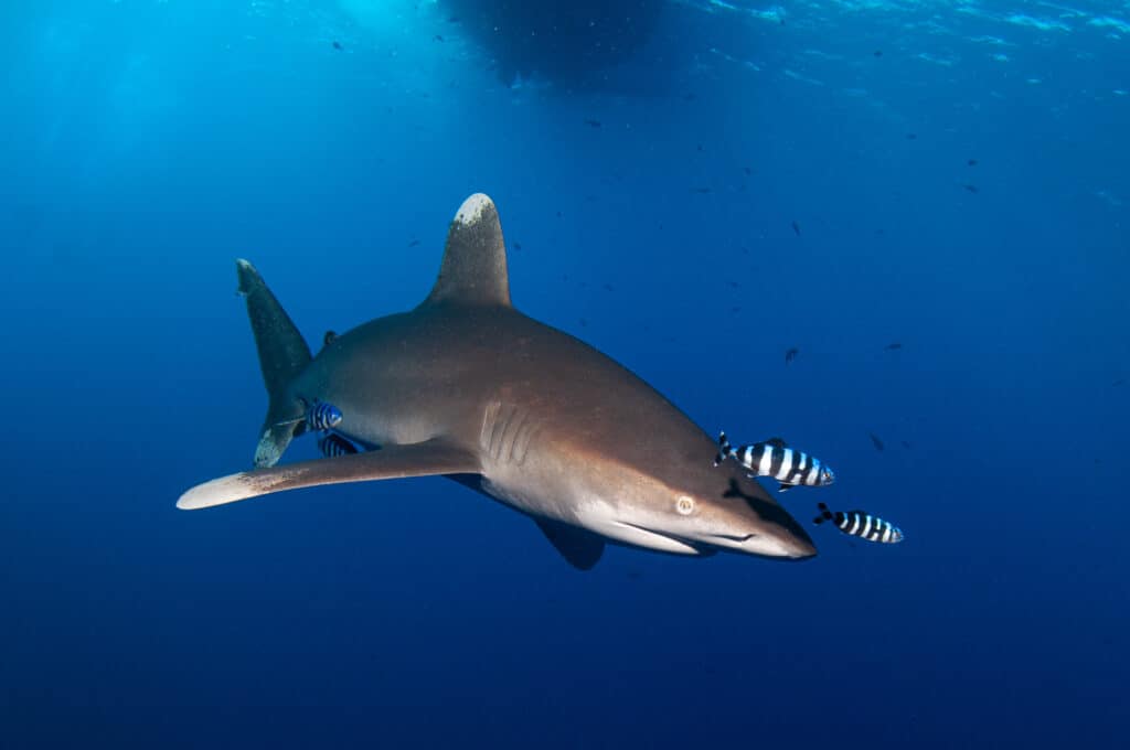 squalo pinna bianca oceanico