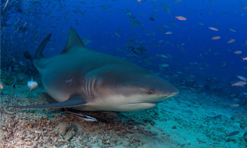 Squalo toro che nuota sopra il fondale marino.