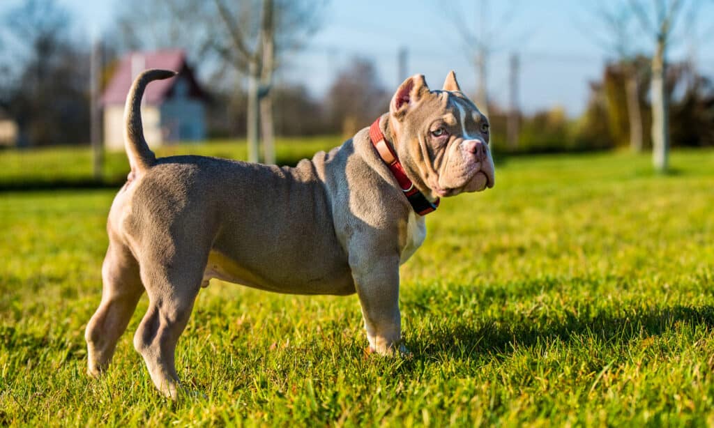 Cucciolo di cane bullo americano