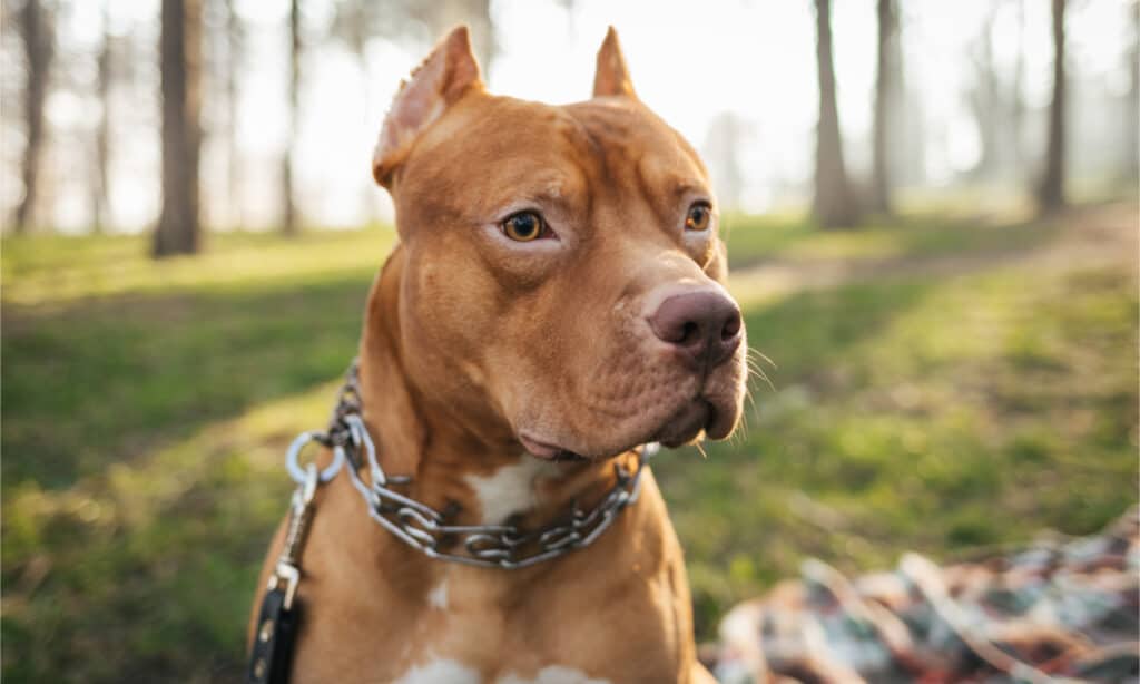 Bull terrier contro pitbull