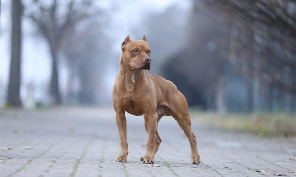 cibo per cani per Pitbull