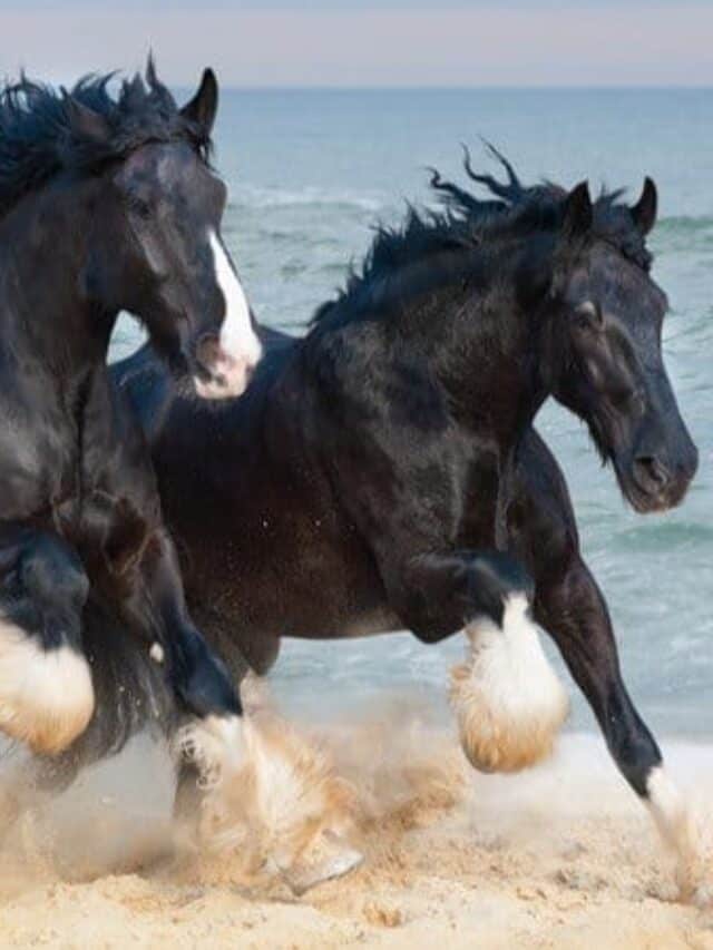 I cavalli più grandi