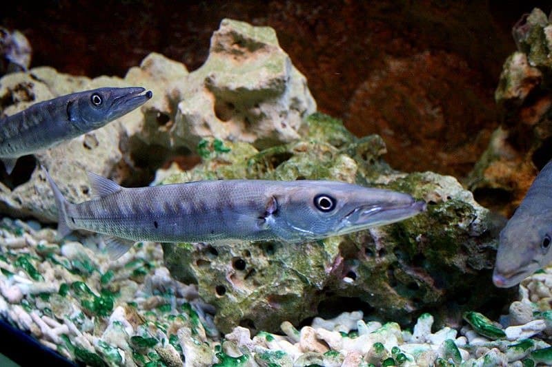 Grande barracuda (Sphyraena barracuda) nell'acquario marino di Praga