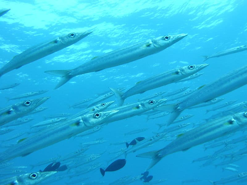 Barracuda (Sphyraena forsteri)