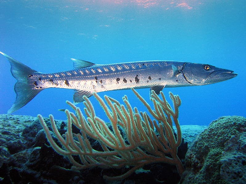Barracuda in bilico nella forte corrente al Paradise Reef, Cozumel