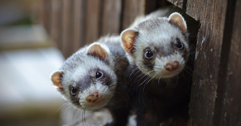 Due furetti che guardano fuori dalla loro casa di legno