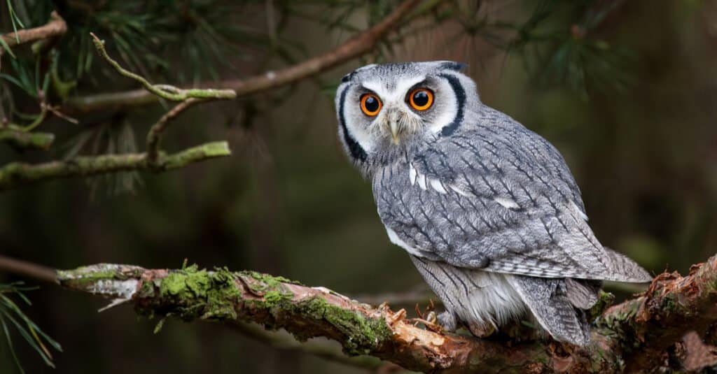Un assiolo dalla faccia bianca (Ptilopsis leucotis) in un albero che fissa con grandi occhi arancioni.