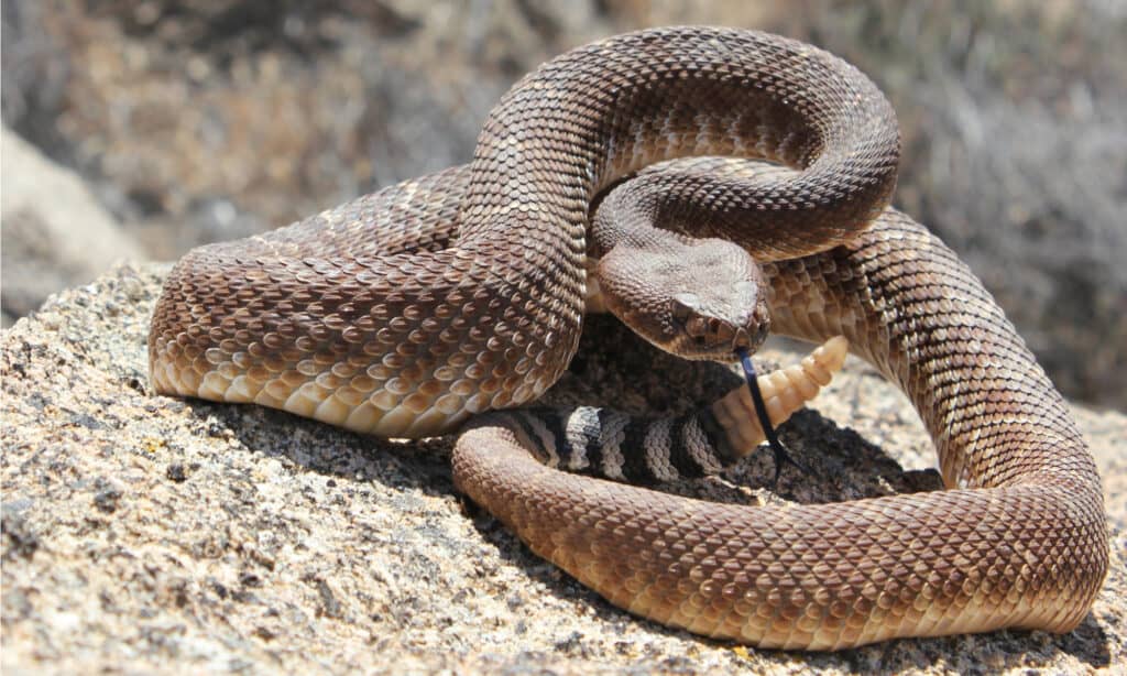La donna rimuove abilmente il serpente enorme