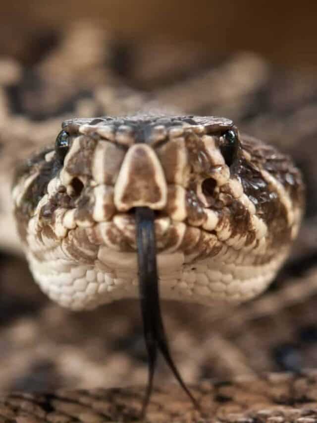 Rattlesnake Diamondback Orientale Primo Piano