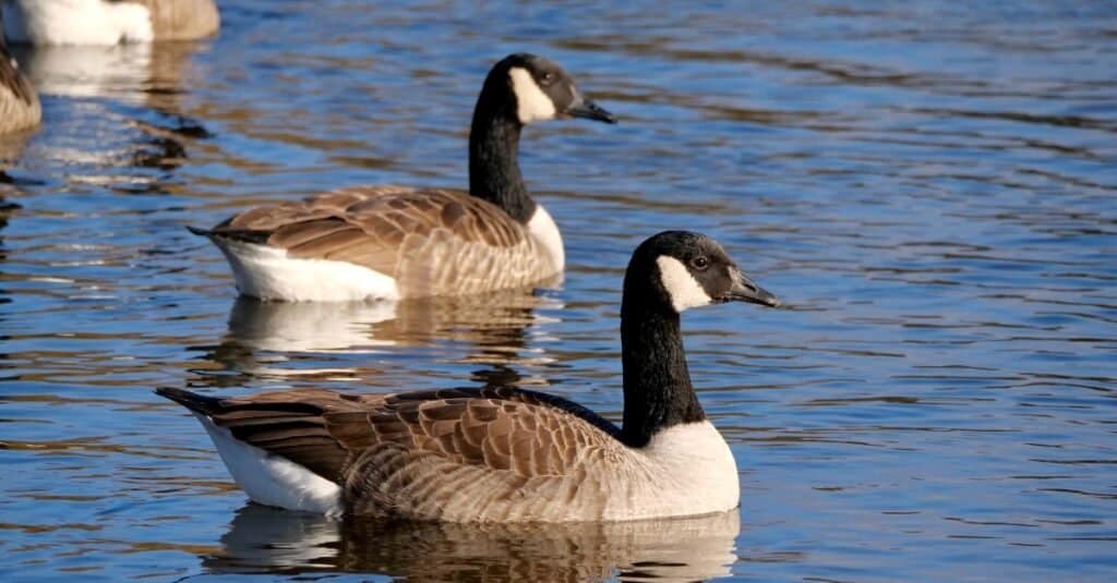 Gli animali più romantici
