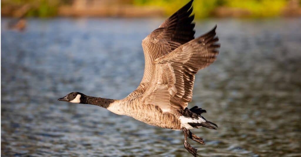 Oca canadese in volo sull'acqua