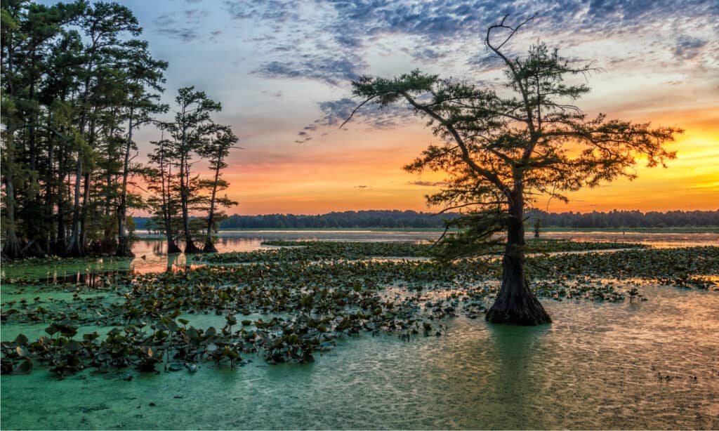 Lago Reelfoot 