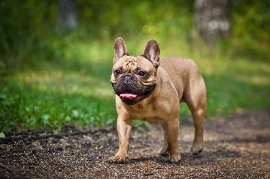 I bulldog francesi sono soggetti a problemi di mobilità e altre condizioni di salute