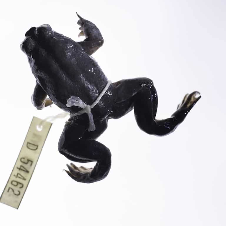 Rana cova gastrica meridionale (Rheobatrachus silus)