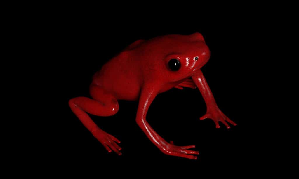 Splendida Rana Velenosa