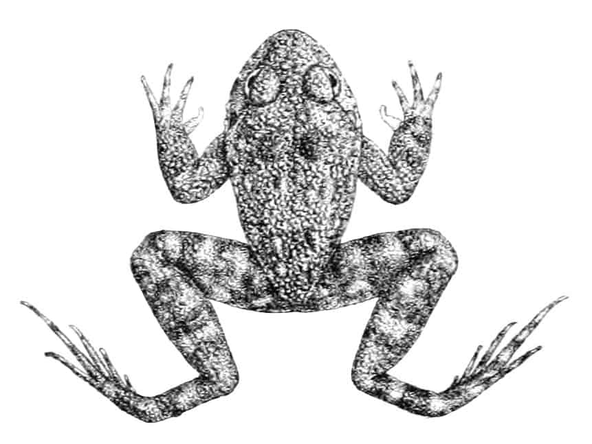 La rana aerodinamica di Gunther (Nannophrys guentheri)